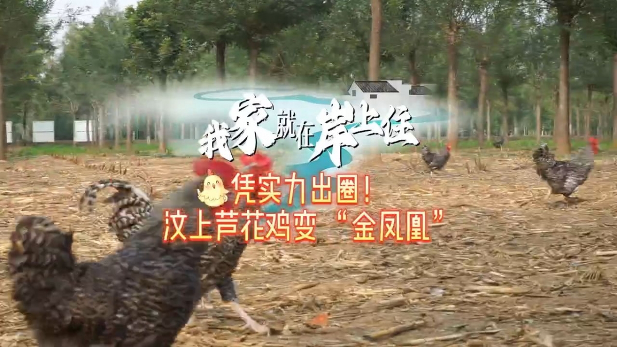 我家就在岸上住丨憑實(shí)力出圈！汶上蘆花雞變 “金鳳凰”