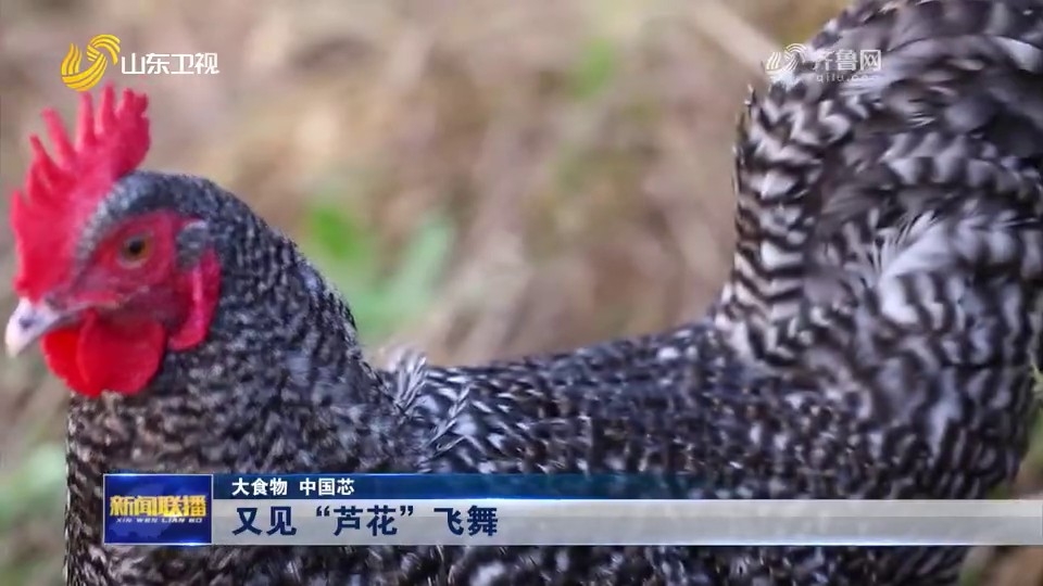 【視頻】大食物 中國(guó)芯｜又見(jiàn)“蘆花”飛舞